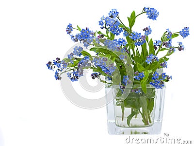 Forget-me-nots Stock Photo