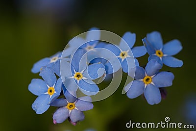 Forget-me-nots close-up Stock Photo