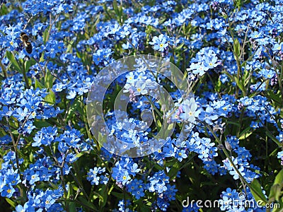 Forget-me-nots field Stock Photo