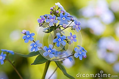 Forget-me-nots in the garden Stock Photo