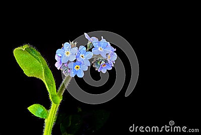 Forget me nots on a black background Stock Photo