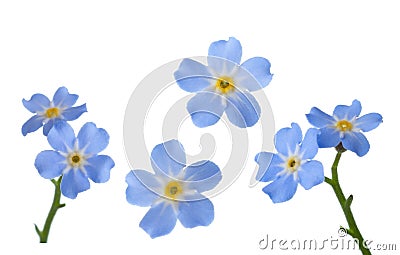 Forget-me-nots isolated on white background. Stock Photo