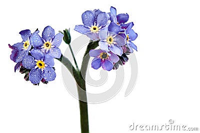 Forget me nots on a white background Stock Photo