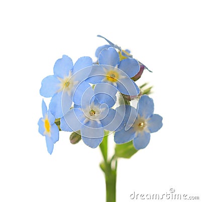 Forget-me-nots. Stock Photo