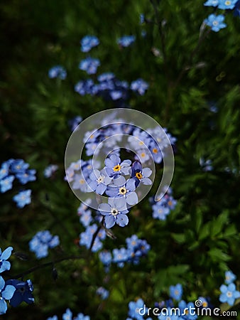 Forget-me-nots little blue wildflowers forget-ne-not Stock Photo