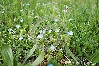 Forget-me-nots in the meadow in the grass. Myosotis is a genus of flowering plants in the family Boraginaceae. Beautiful Stock Photo