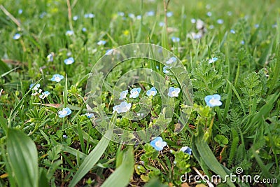 Forget-me-nots in the meadow in the grass. Myosotis is a genus of flowering plants in the family Boraginaceae. Beautiful Stock Photo