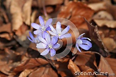 Forget-me-nots, Myosotis Stock Photo