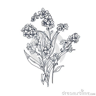 Forget-me-nots, Myosotis flower, contoured vintage botanical drawing. Outlined engraved floral plant in retro detailed Vector Illustration