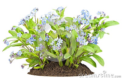 Forget-me-nots (myosotis) flowers Stock Photo