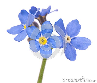 Forget me nots Stock Photo