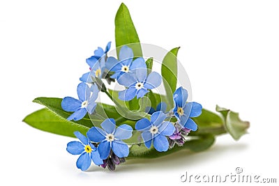 Forget me nots Stock Photo