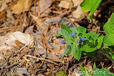 Forget-me-nots, Myosotis scorpiodes Stock Photo