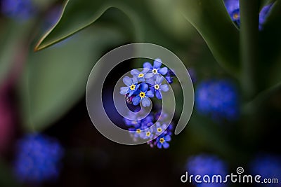 Forget-Me-Nots Myosotis scorpioides flowers blue Stock Photo