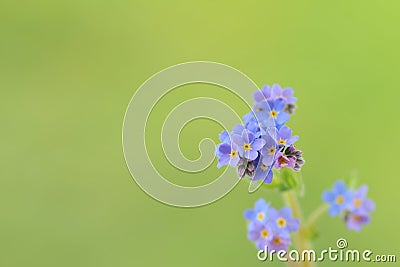 Forget-me-nots, Myosotis sylvatica Stock Photo