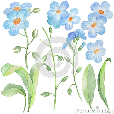 2167 forget-me-nots, set of watercolor drawings, flowers and leaves of forget-me-nots Stock Photo