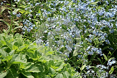 A field of forget-me-not in the spring home garden. Stock Photo