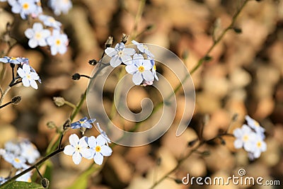 A field of forget-me-not in the spring home garden. Stock Photo