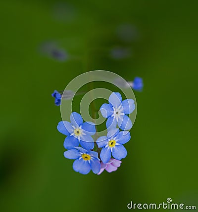 Forget me nots Stock Photo