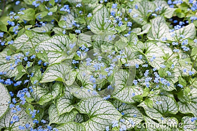 Forget-Me-Nots Stock Photo