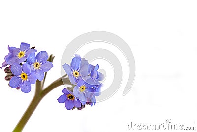 Forget me nots on a white background Stock Photo