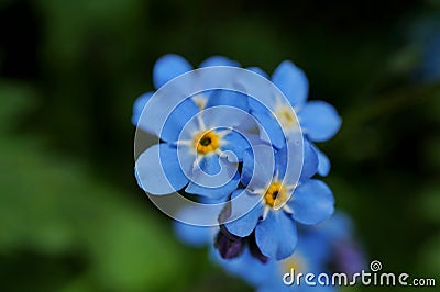 Forget me nots Stock Photo