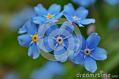 Forget me nots Stock Photo