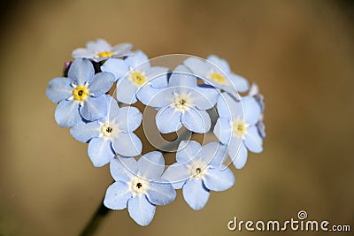 Forgetmenot Stock Photo