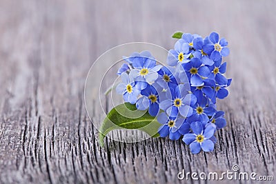 Forgetmenot flowers Stock Photo