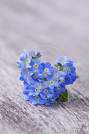 Forgetmenot flowers Stock Photo