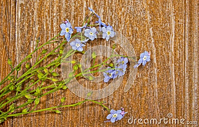 Forgetmenot flowers in heart shape Stock Photo