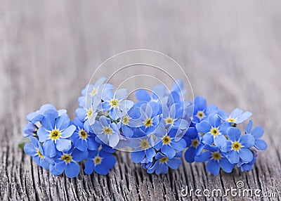 Forgetmenot flowers Stock Photo