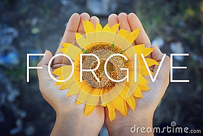 Forgiveness concept. Single word, text message on a sunflower blossom in hand - FORGIVE. Forgiving inspirational quote in hands. Stock Photo