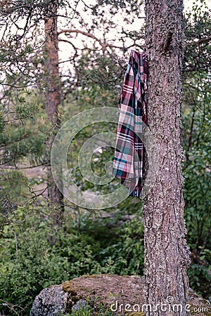 Forgotten, lost plaid shirt hanging on a pine tree in the forest, the campsite. Stock Photo