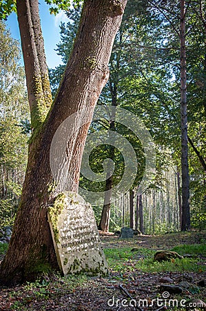 Forgotten tombstone standing alone in a forest Editorial Stock Photo