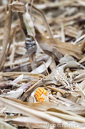 Forgotton corncob on harvested corn field Stock Photo