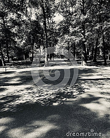 Fork in road in park in black and white Stock Photo