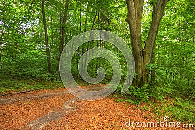 Forked footpath inside forest Stock Photo