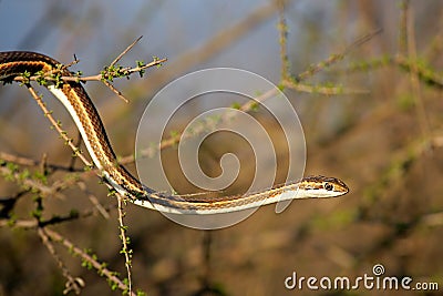 Forked-marked sand snake Stock Photo