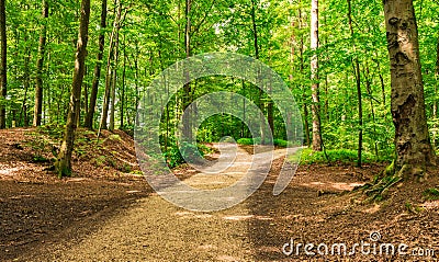 Forked roads in green forest Stock Photo