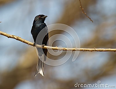 A Forked-tailed Drongo Stock Photo