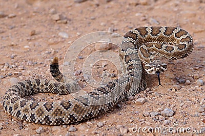 Forked tongue of a rattlesnake, Crotalus oreganus lutosus Stock Photo