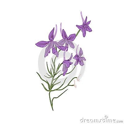 Forking larkspur flowers. Botanical drawing of wild floral plant. Realistic Consolida regalis herb. Wildflower in Vector Illustration