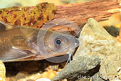 Forktail bullhead catfish Stock Photo