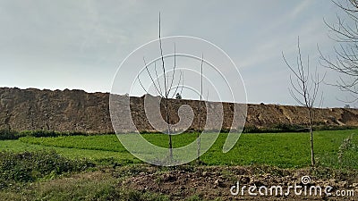 Form soil and greenery in india Stock Photo