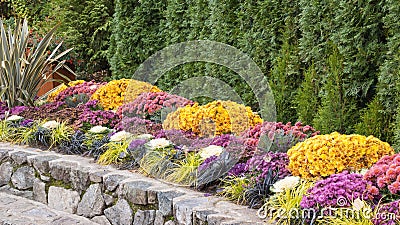 Formal Fall Garden Border with Chrysanthemums Stock Photo