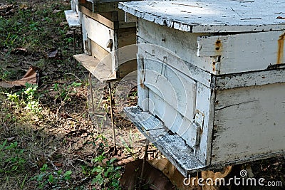 formation of bee family colonies in beekeeper apiary. beehive reproduction Stock Photo