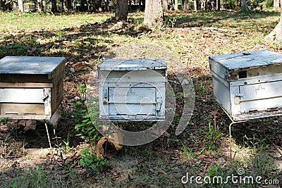 formation of bee family colonies in beekeeper apiary. beehive reproduction Stock Photo