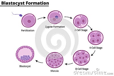 Illustration of the blastocyst formation Vector Illustration