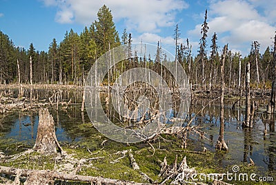 Formation of bogs mesotrophic In the climatic zone taiga, forest-tundra of the Arkhangelsk region Stock Photo